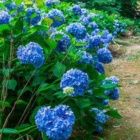Blauwe Boerenhortensia - Willemse