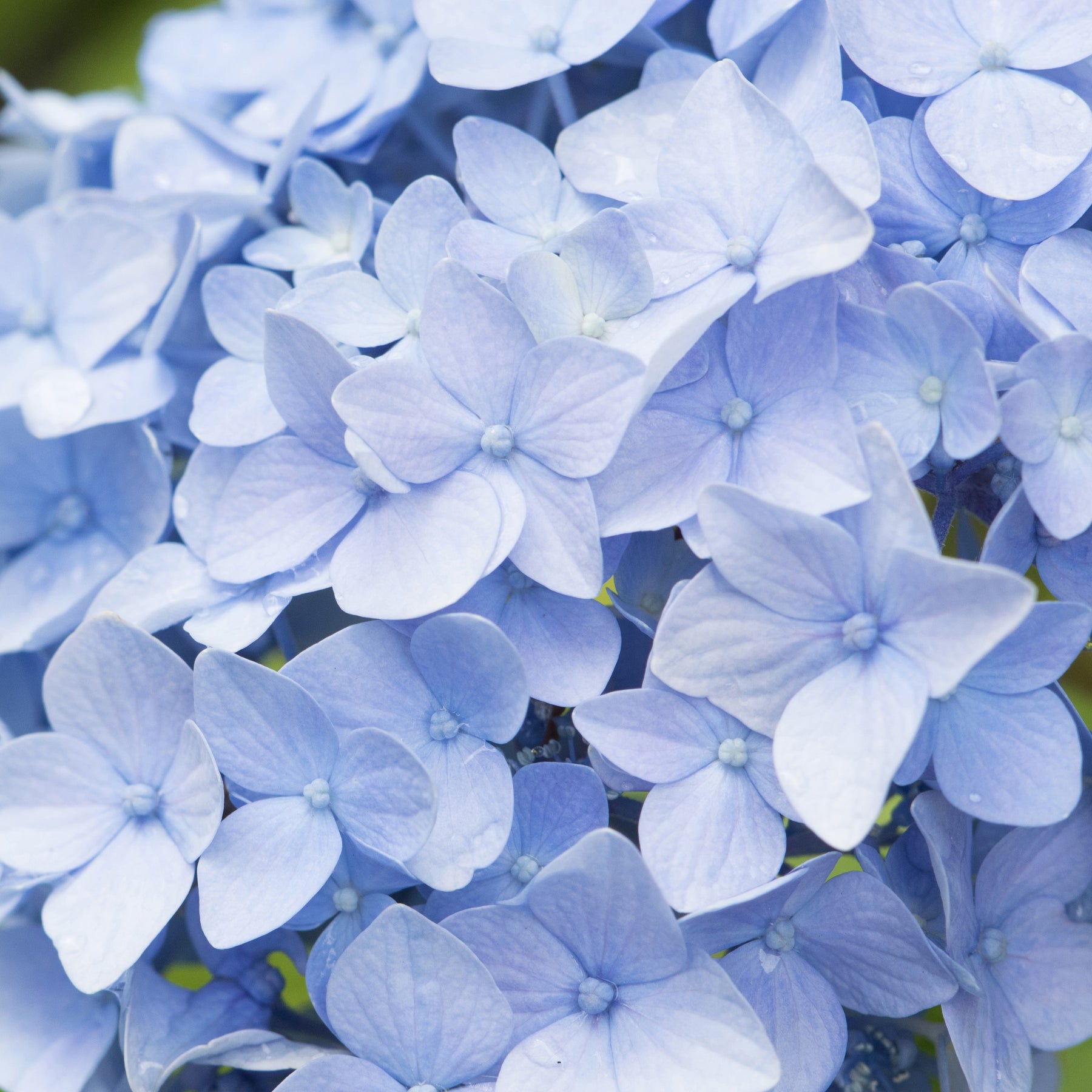 Blauwe Boerenhortensia - Hortensia macrophylla - Willemse