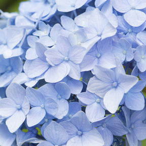 Blauwe Boerenhortensia - Hortensia macrophylla - Willemse