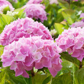 Roze Boerenhortensia - Hydrangea macrophylla - Willemse