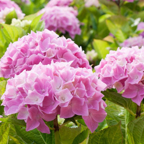 Roze Boerenhortensia - Hydrangea macrophylla - Willemse