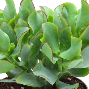 Jadeplant - Crassula arborescens Curly Green - Willemse