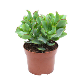 Crassula arborescens Curly Green - Jadeplant - Cactussen en vetplanten