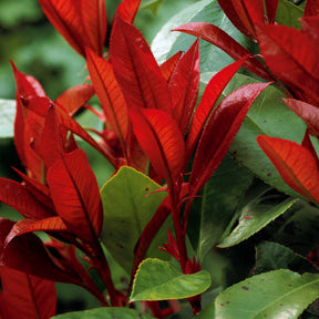 Glansmispel 'Red Robin' 9cm pot - Photinia fraseri Red Robin - Willemse