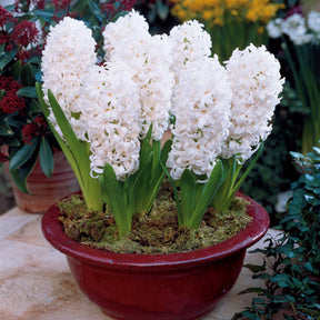 Hyacint 'Canergie' (x6) - Hyacinthus orientalis carnegie - Hyacinten