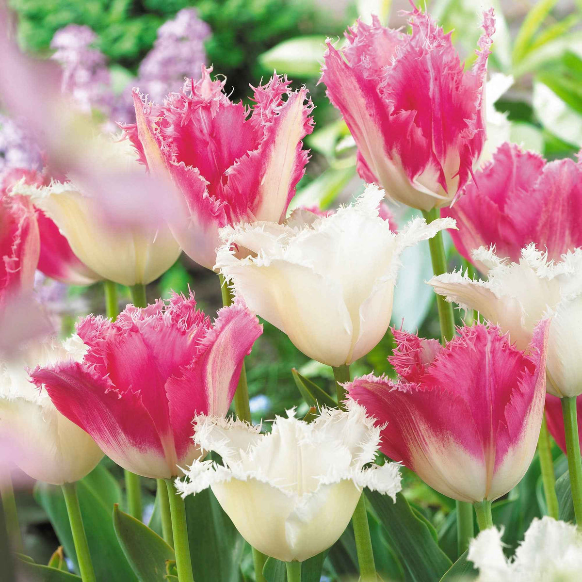 Gefranjerde tulp Mix 'Huis ten Bosch' + 'Noordeinde' (x20) - Willemse