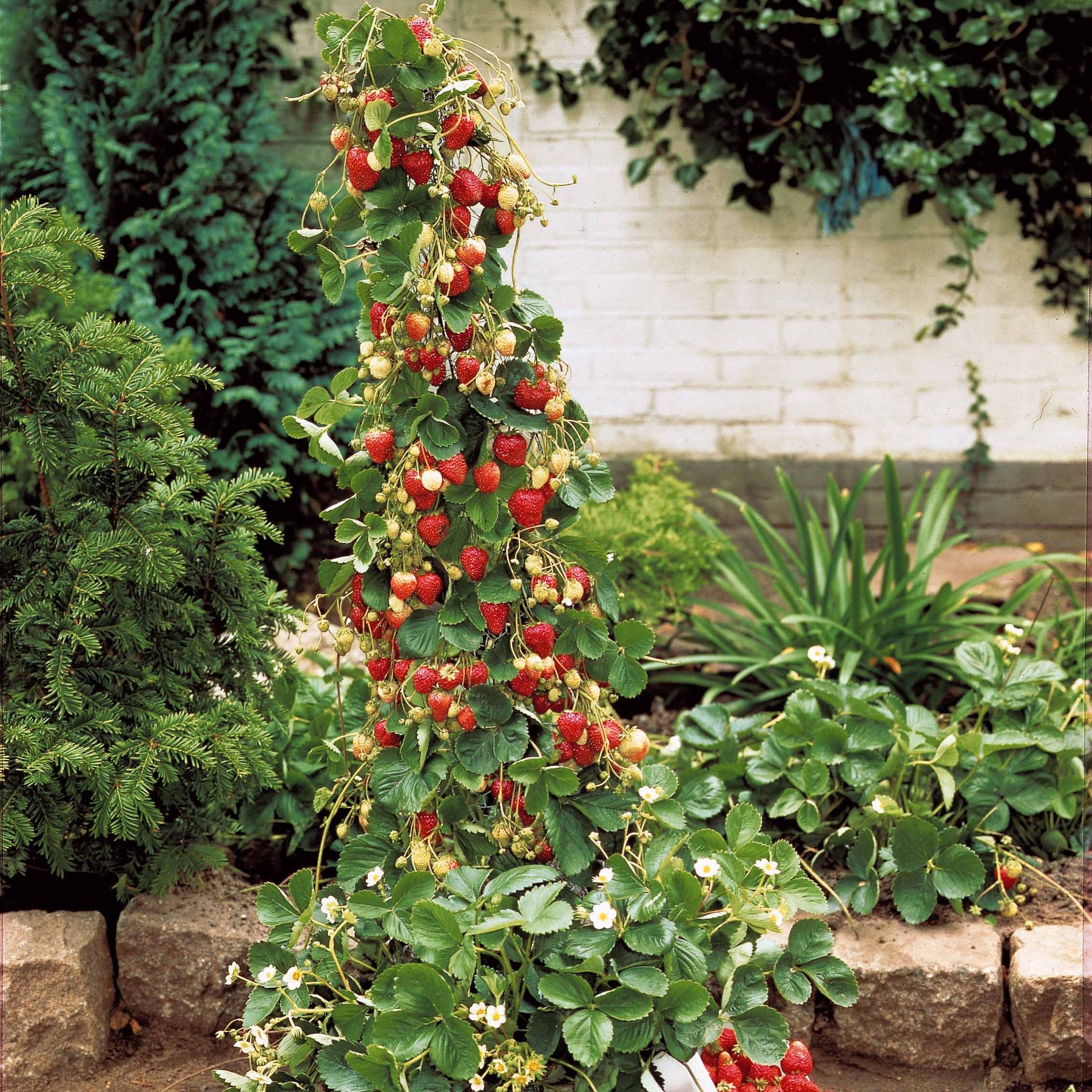 Aardbei 'Mount Everest' - Willemse