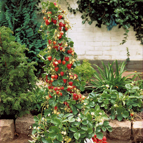 Aardbei 'Mount Everest' - Willemse