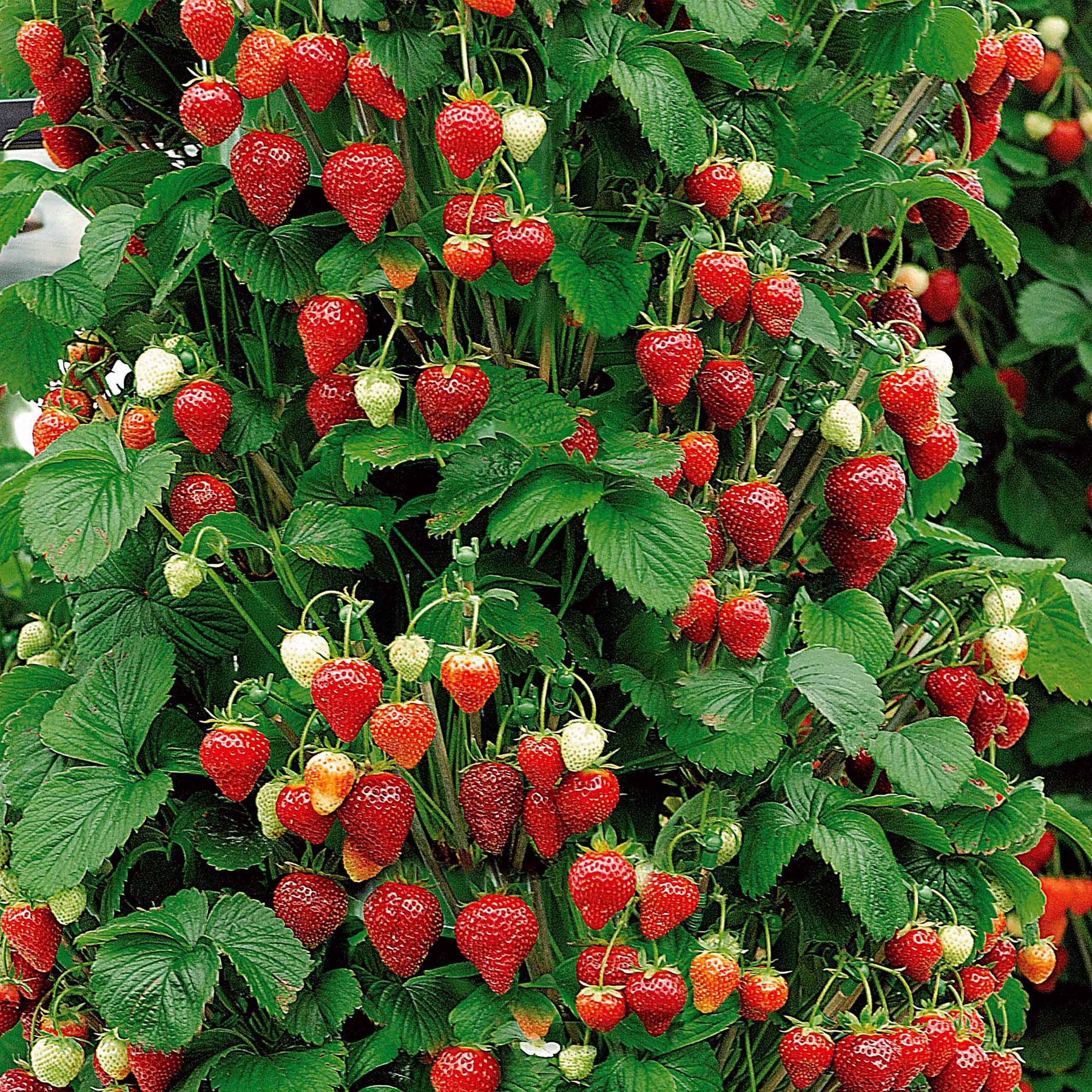 Aardbei 'Mount Everest' - Fragaria x ananassa Mount Everest - Willemse