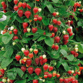 Aardbei 'Mount Everest' - Fragaria x ananassa Mount Everest - Willemse