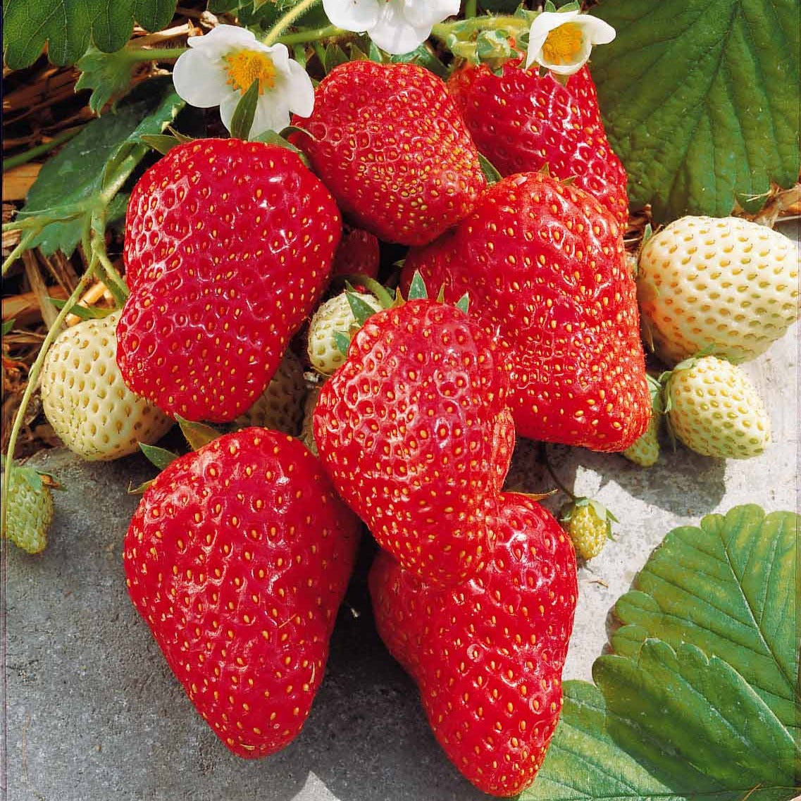 Fragaria x ananassa Mount Everest - Aardbei 'Mount Everest' - Aardbei