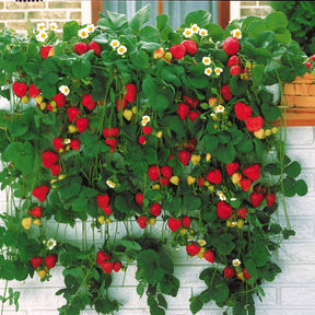 Aardbei - Aardbei 'Mount Everest' - Fragaria x ananassa Mount Everest