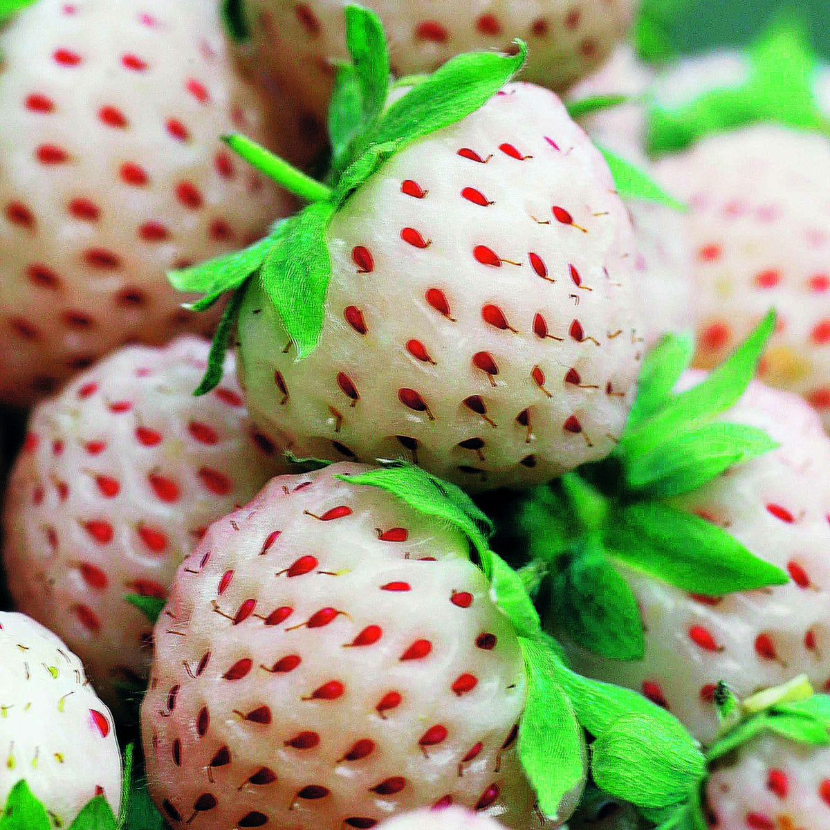 Aardbei 'Pineberry' (x2) - Fragaria pineberry white dream ® - Aardbeien