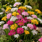 Sierui Mix (x25) - Allium - Willemse