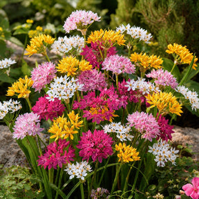 Sierui Mix (x25) - Allium - Willemse