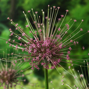 Sierui Allium schubertii (x5) - Willemse