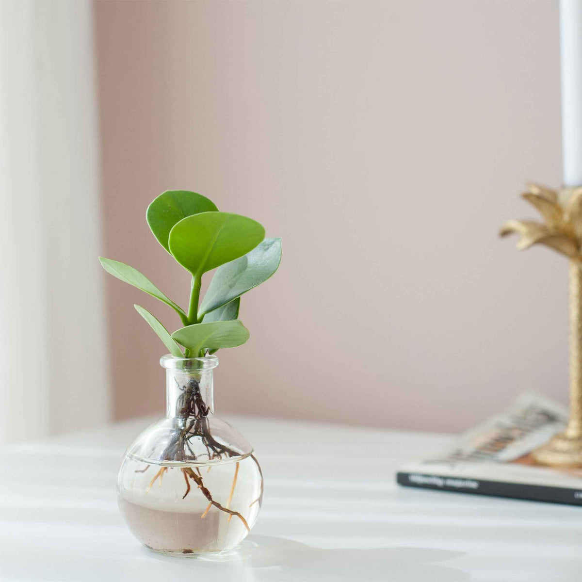 Clusia in Samoa glas - Hydroponie - Willemse