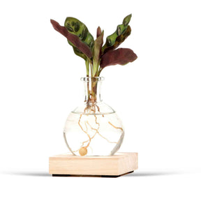 calathea in Samoa glas met ledverlichting - Hydroponie - Willemse