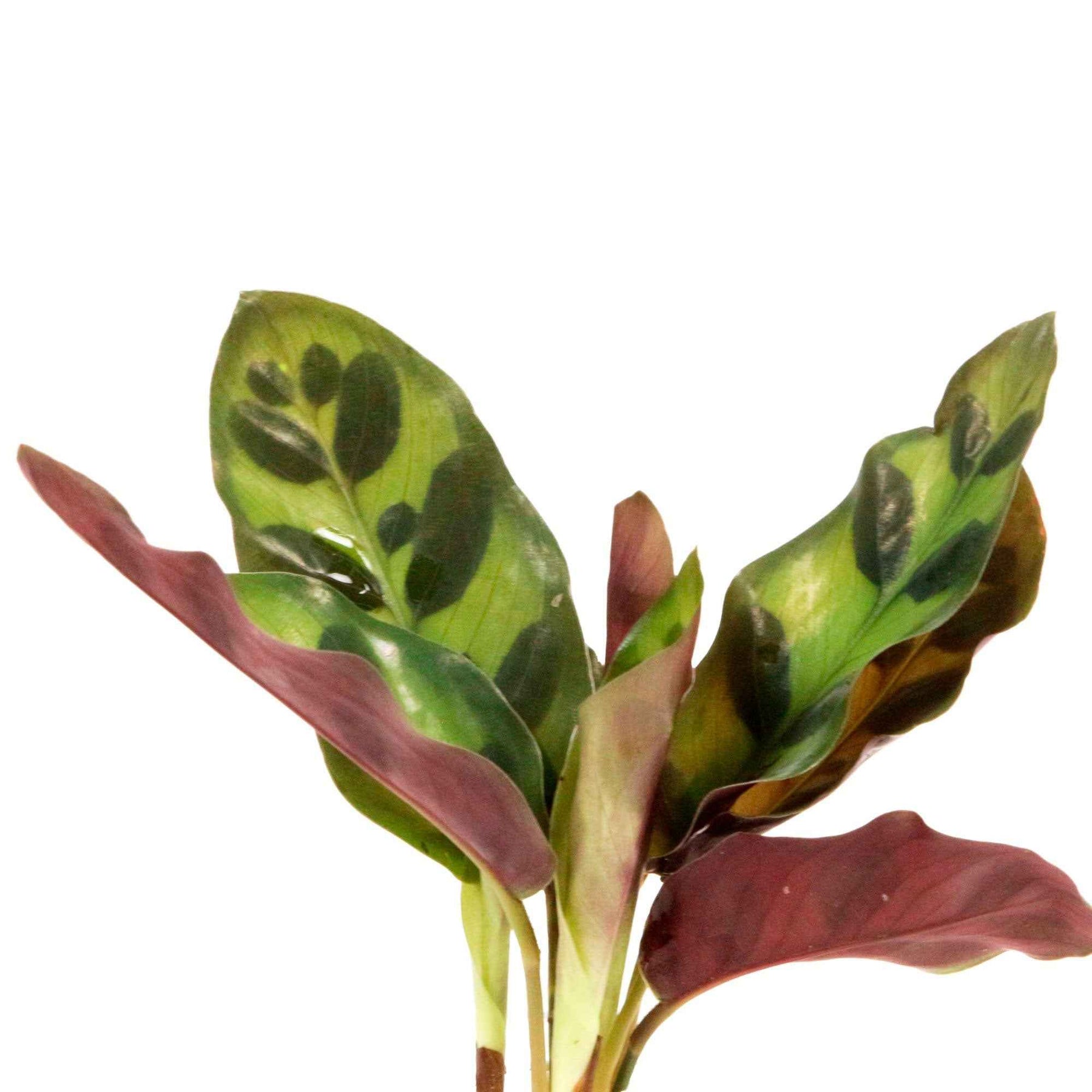 calathea in Samoa glas met ledverlichting - Hydroponie - Calathea insignis - Willemse