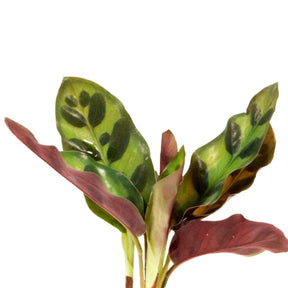 calathea in Samoa glas met ledverlichting - Hydroponie - Calathea insignis - Willemse