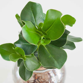 Clusia in Bolglas - Hydroponie - Clusia - Willemse