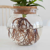 Clusia - Clusia in Bolglas - Hydroponie - Hydroponische planten