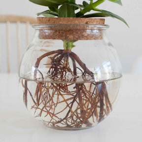 Clusia - Clusia in Bolglas - Hydroponie - Hydroponische planten