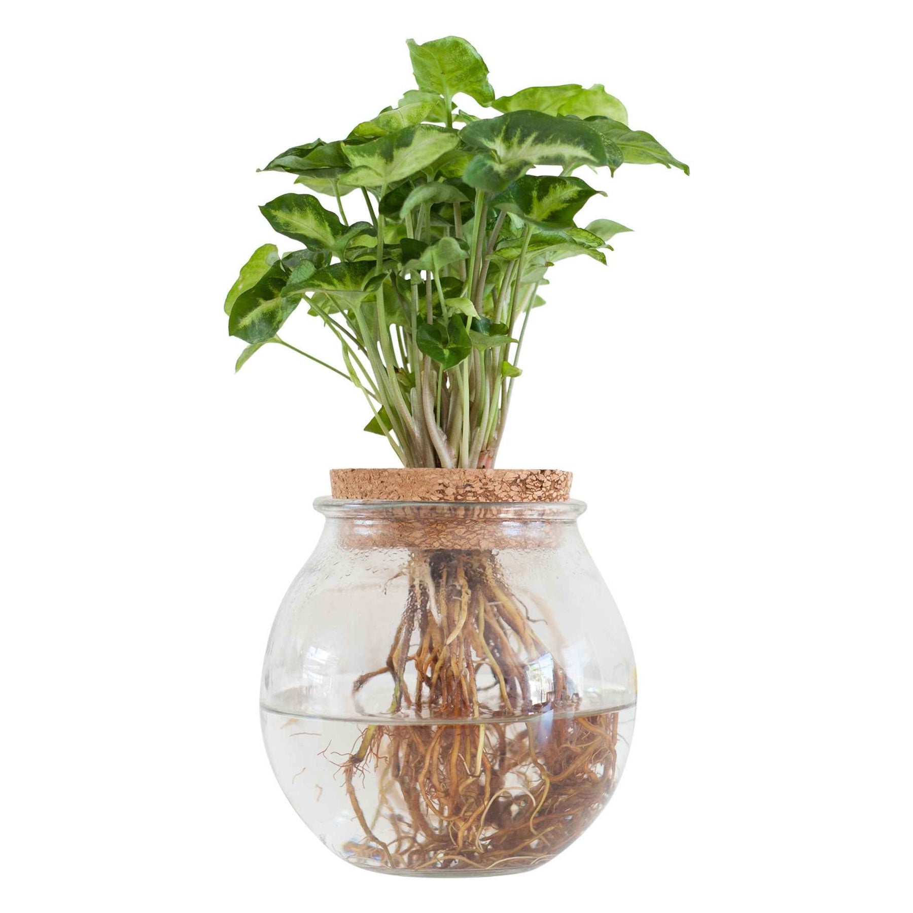 Syngonium in Bolglas - Hydroponie - Syngonium - Willemse
