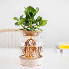 Clusia in Bolglas met ledverlichting - Hydroponie - Willemse