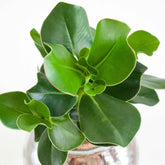 Clusia in Bolglas met ledverlichting - Hydroponie - Clusia - Willemse