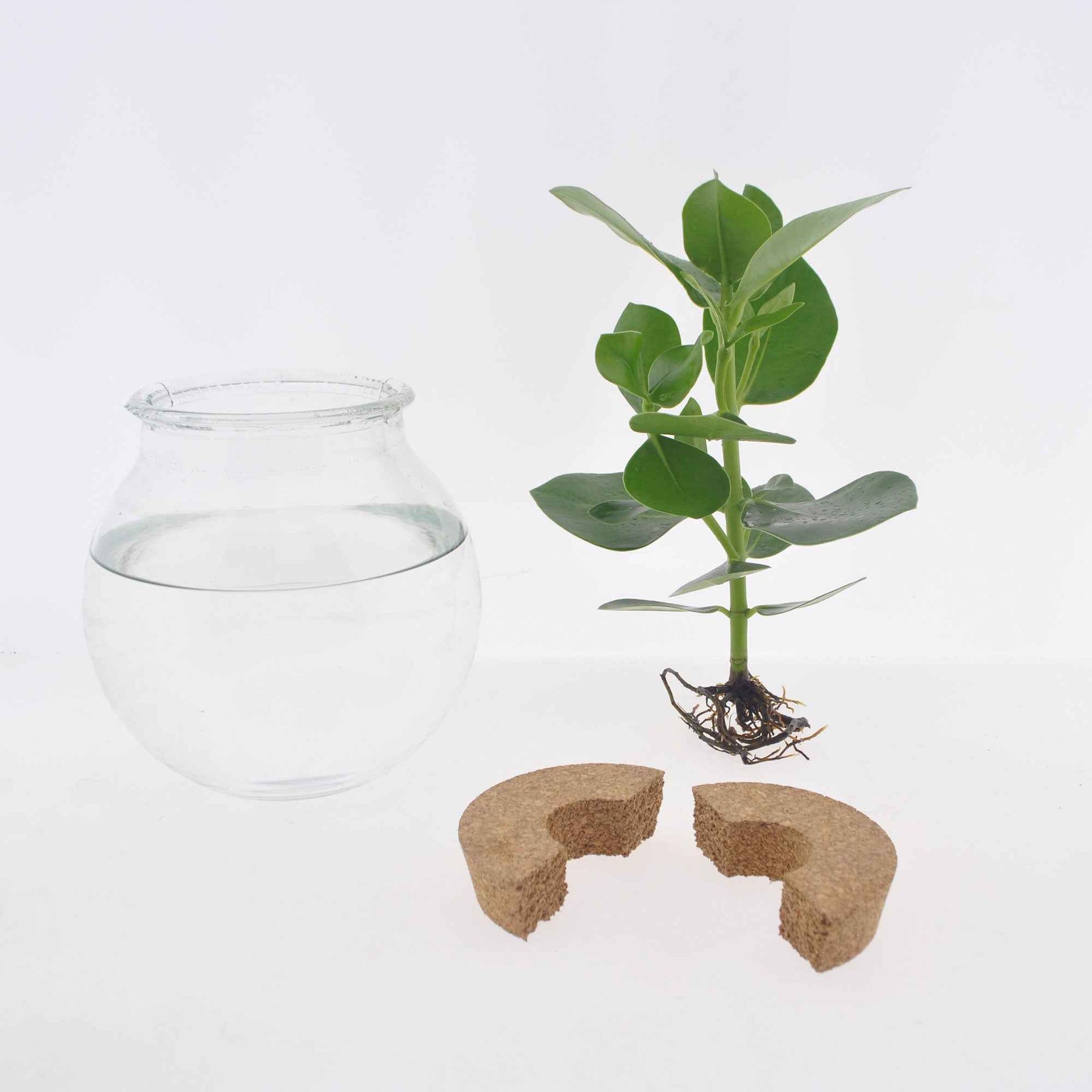 Hydroponische planten - Clusia in Bolglas met ledverlichting - Hydroponie - Clusia