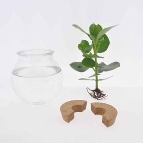 Hydroponische planten - Clusia in Bolglas met ledverlichting - Hydroponie - Clusia