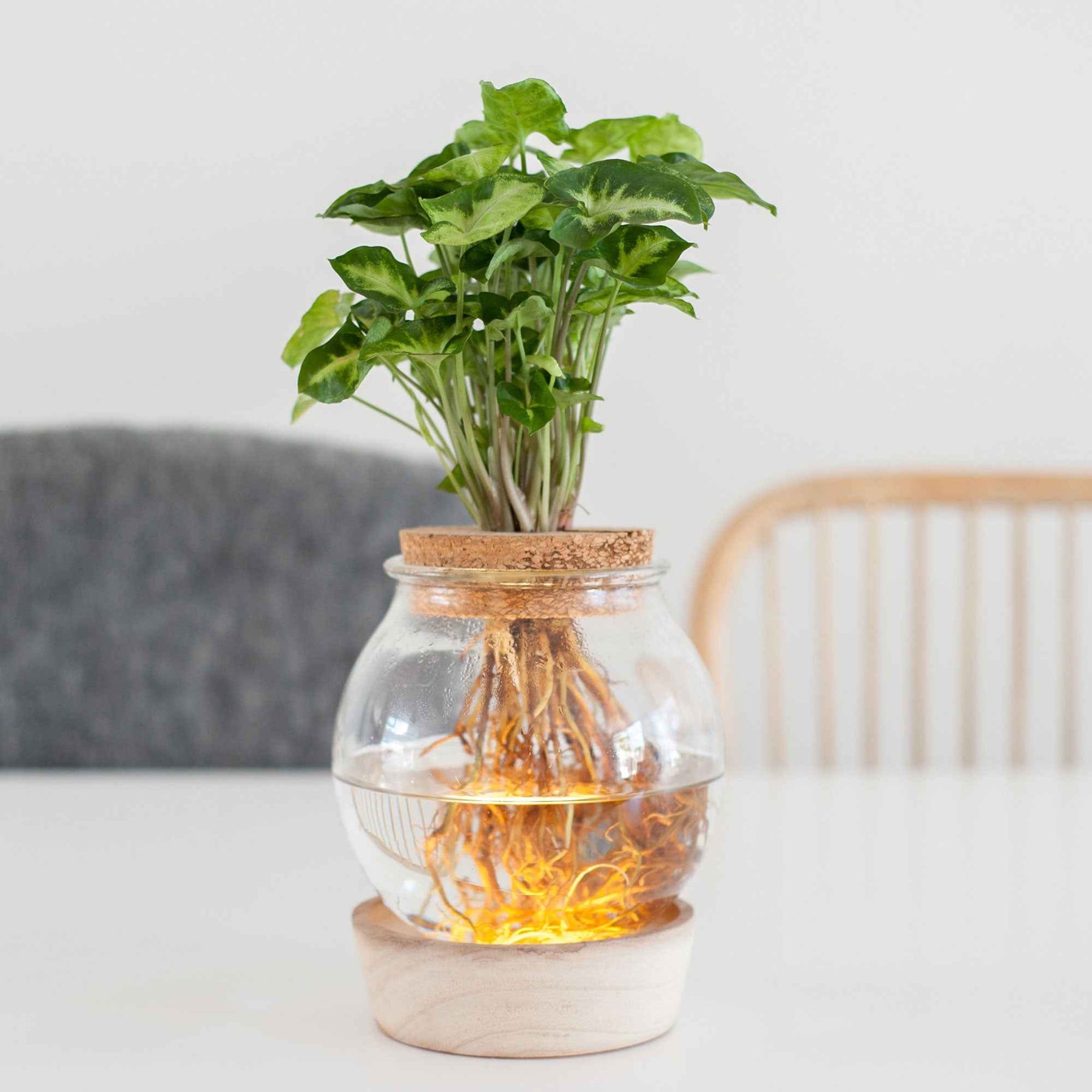 Syngonium in Bolglas met ledverlichting - Hydroponie - Willemse