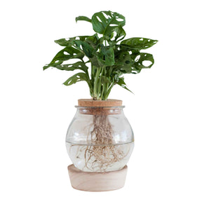 Monstera - Monstera in Bolglas met ledverlichting - Hydroponie - Hydroponische planten