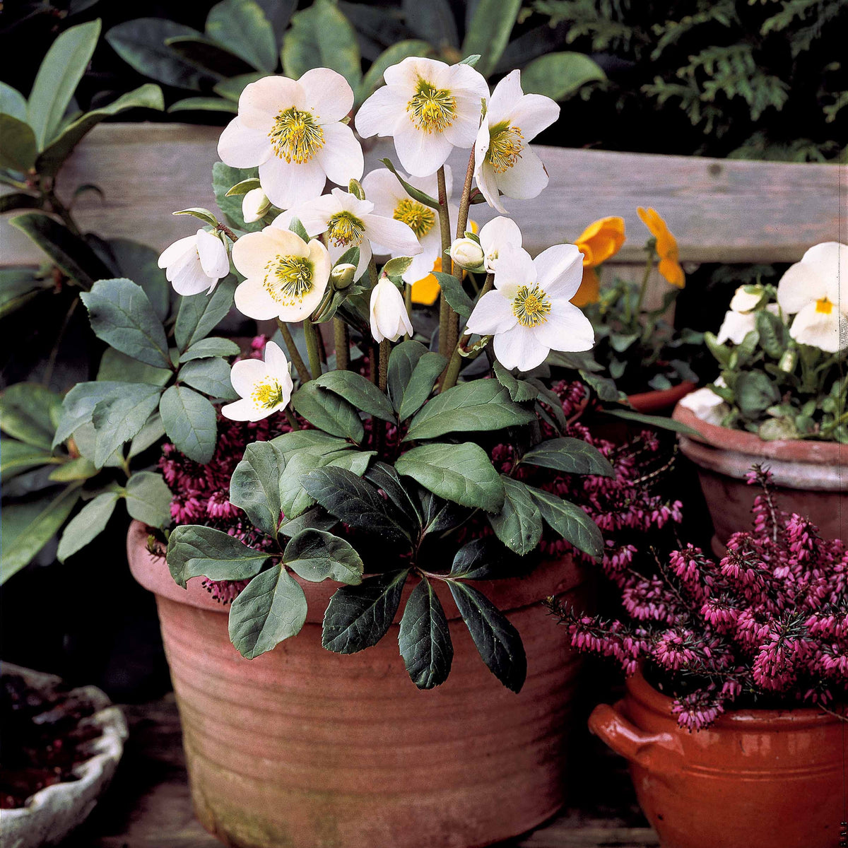 Helleborus 'Christmas Carol' - Helleborus niger - Willemse