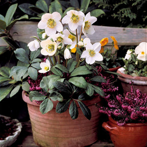 Helleborus 'Christmas Carol' - Helleborus niger - Willemse