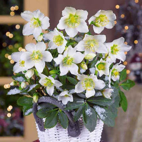 Helleborus - Kerstroos - Helleborus 'Christmas Carol' - Helleborus niger