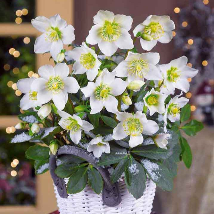 Helleborus - Kerstroos - Helleborus 'Christmas Carol' - Helleborus niger