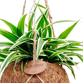 Graslelie Chlorophytum incl. Kokodama kokopot - Chlorophytum - Willemse
