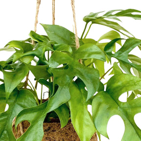Kokodama Gatenplant Monstera minima incl. kokopot - Monstera minima - Willemse