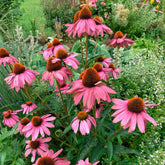 Zonnehoed 'Magnus Superior' - Echinacea purpurea magnus superior - Willemse