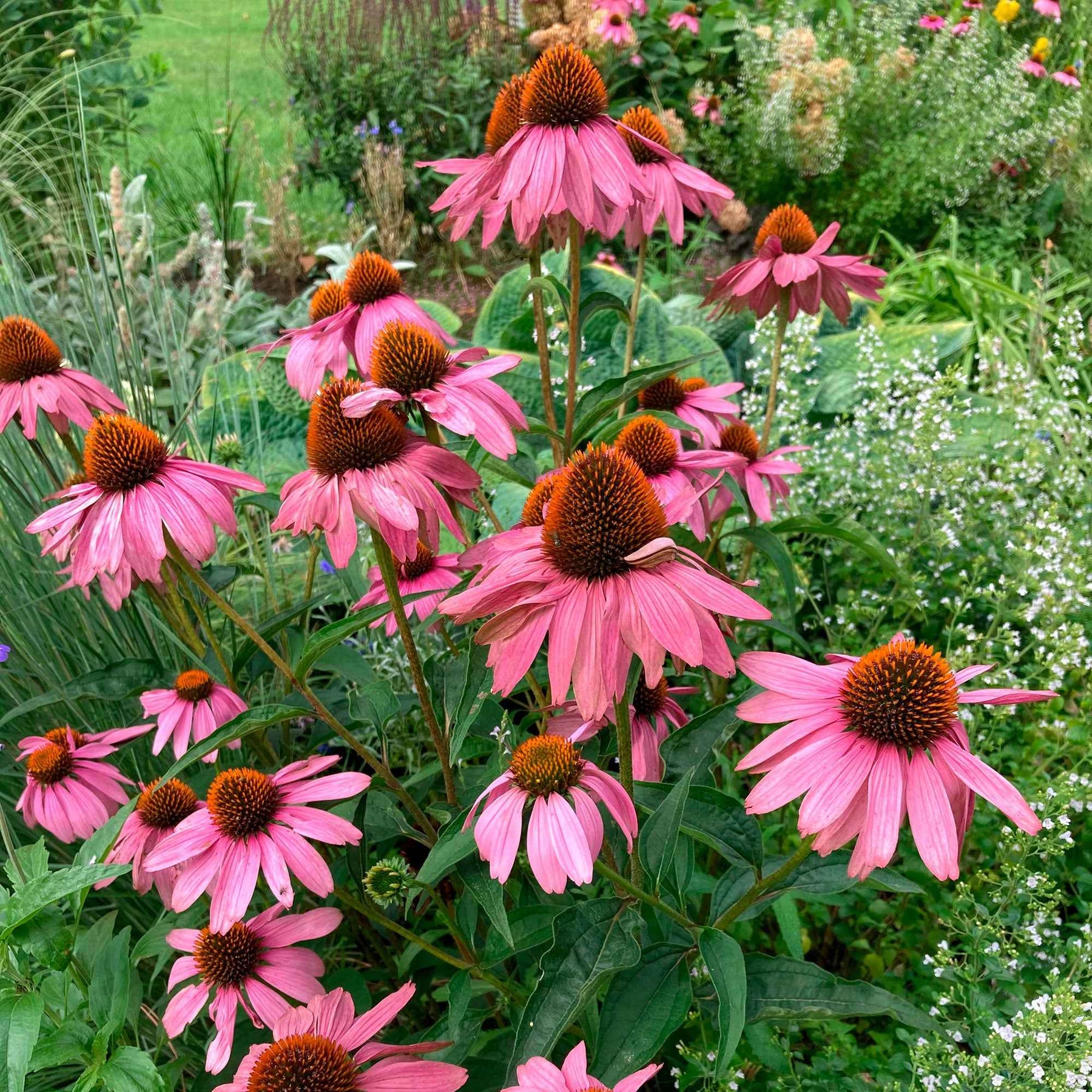 Zonnehoed 'Magnus Superior' - Echinacea purpurea magnus superior - Willemse