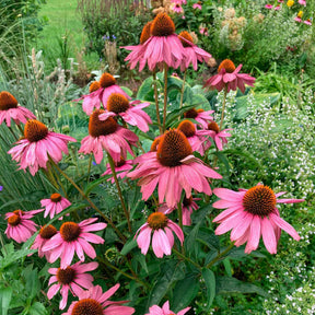 Zonnehoed 'Magnus Superior' - Echinacea purpurea magnus superior - Willemse