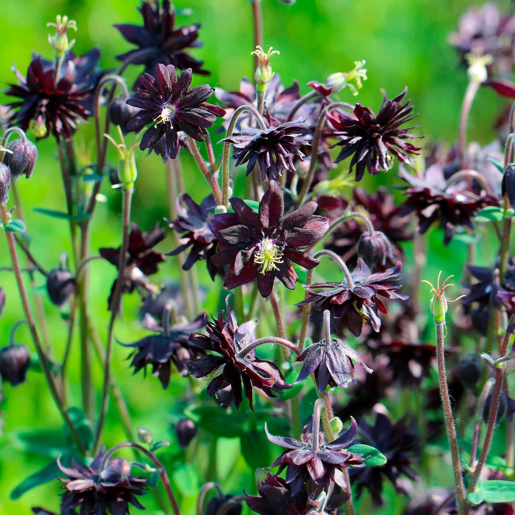 Akelei 'Black Barlow' - Aquilegia vulgaris Black Barlow - Willemse