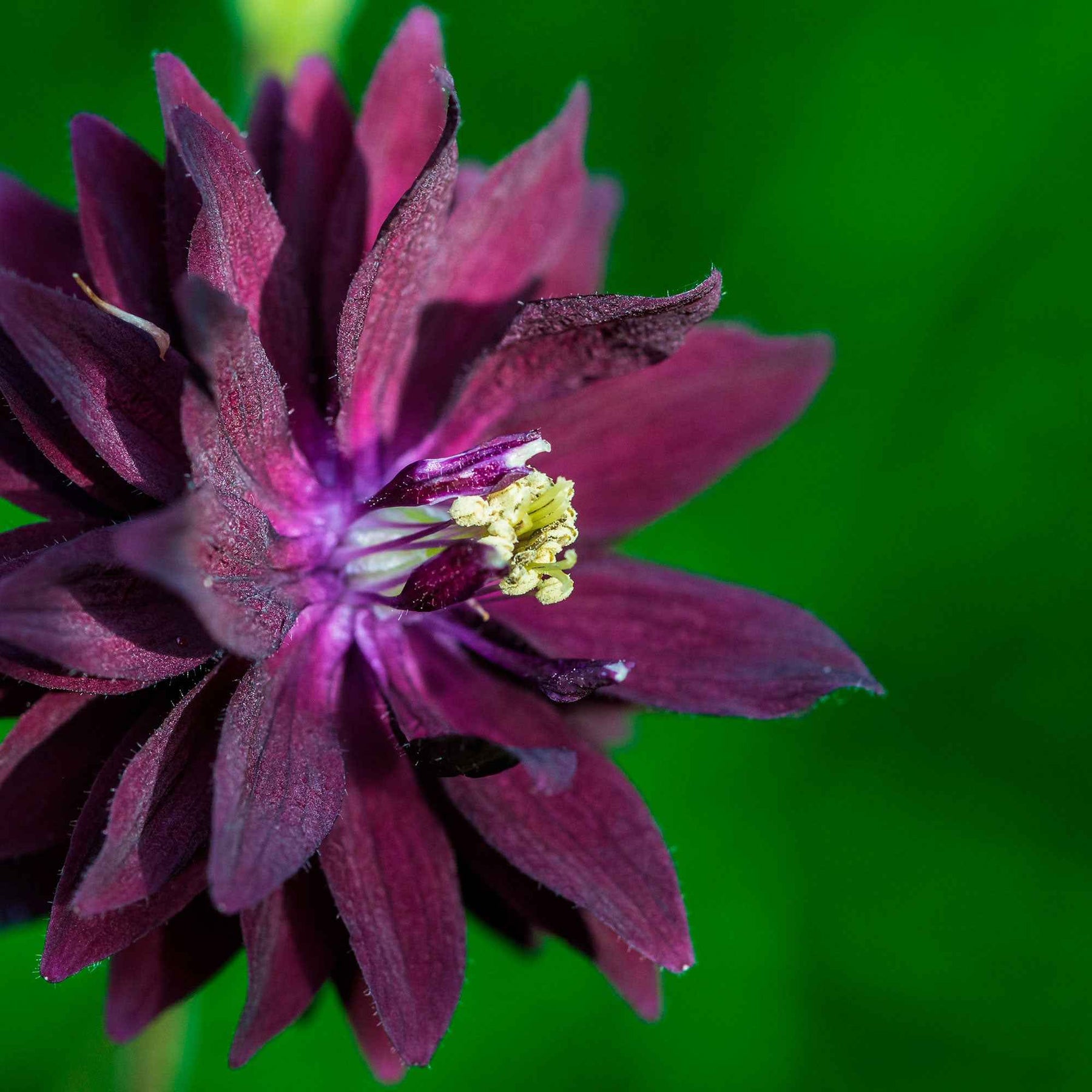 Aquilegia vulgaris Black Barlow - Akelei 'Black Barlow' - Akelei