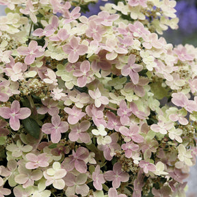 Pluimhortensia Hydrangea paniculata Roze-Wit - Winterhard - Hydrangea paniculata polestar ® ' breg14' - Willemse