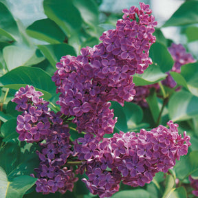 Syringa vulgaris Andenken an Ludwig Späth - Sering - Sering