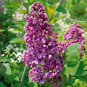 Collectie dubbele seringen: blauw, rood, lila, wit (x4) - Syringa vulgaris - Willemse