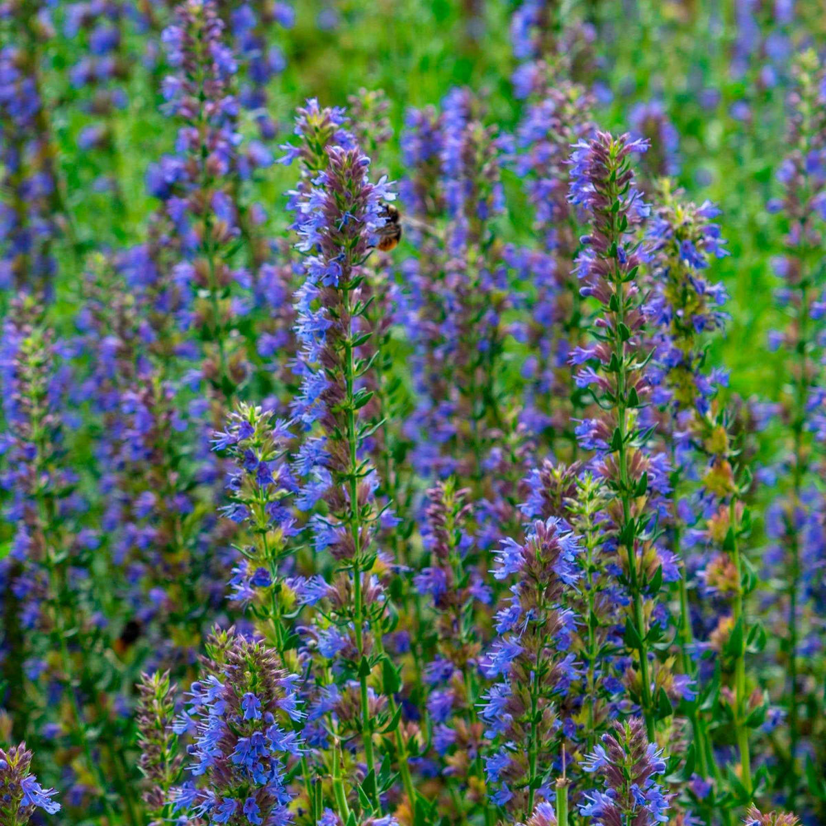 Hyssop - Willemse