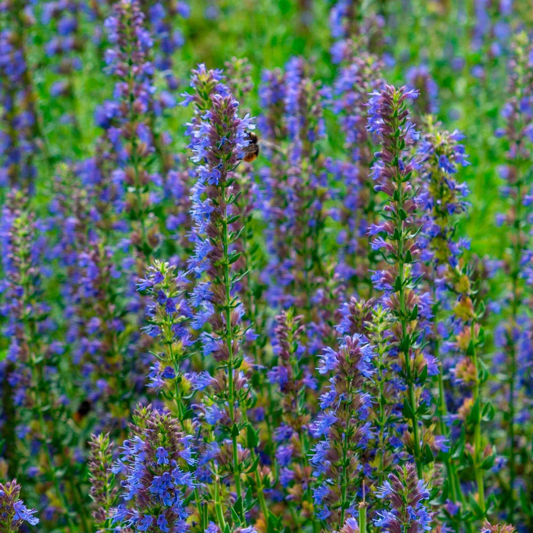 Hyssop - Willemse